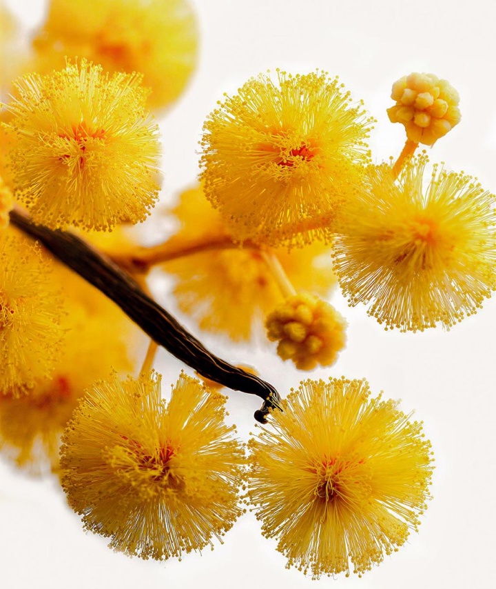 Acacia