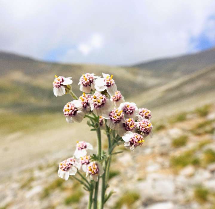 Een groep witte en roze bloemen steekt af tegen een vage berglandschap op de achtergrond.