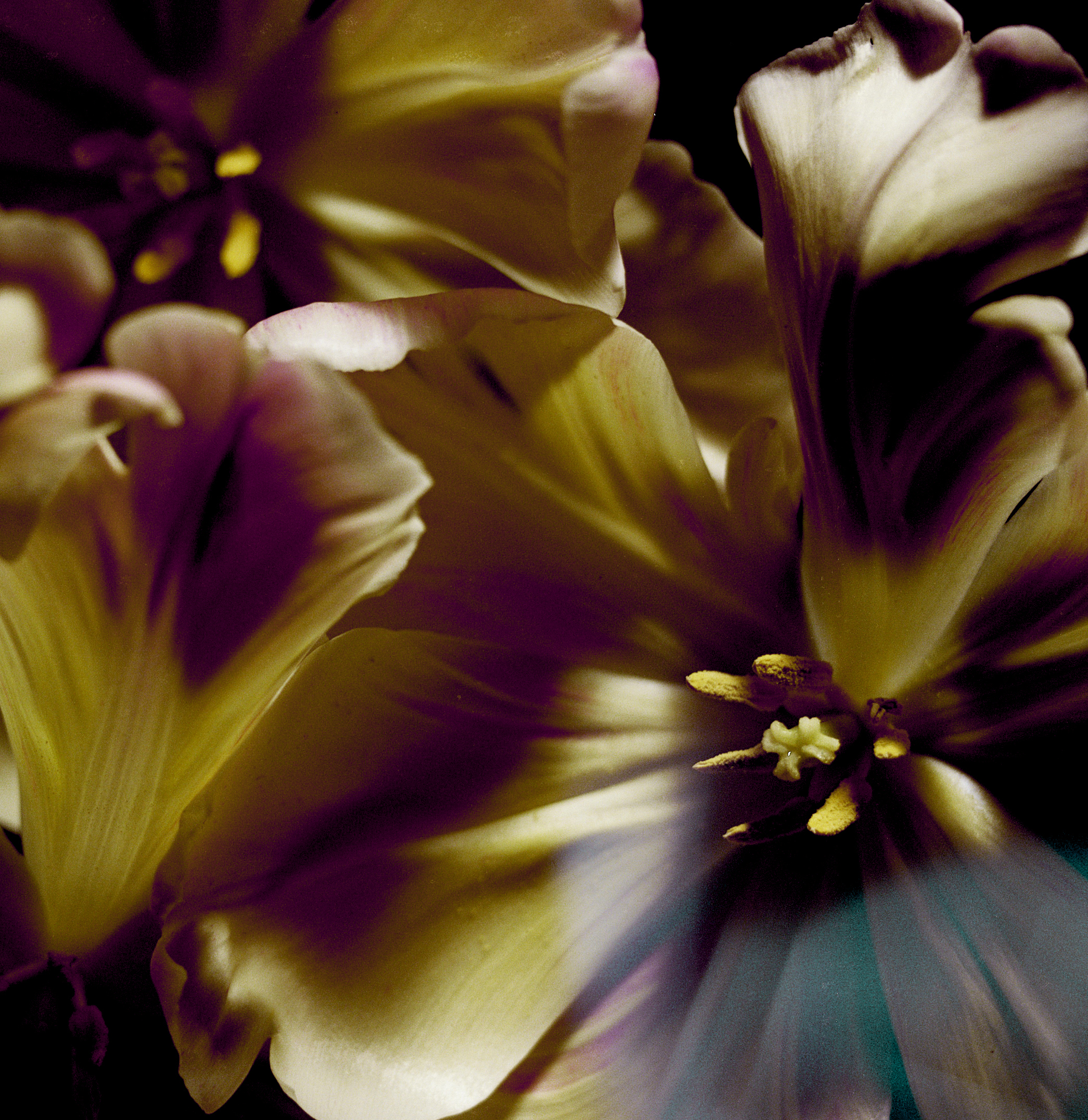 Concept des parfums THOMAS DE MONACO. Gros plan sur les pétales d'une fleur blanche. La lumière est ambrée.